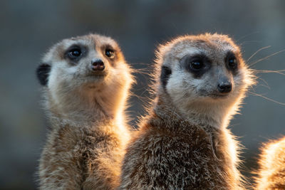 Portrait of meerkats 