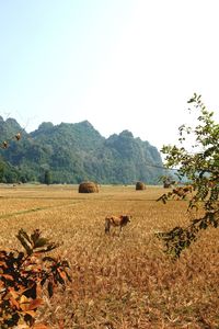 Scenic view of field against clear sky