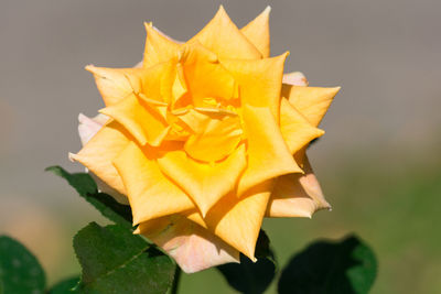 Close-up of yellow rose on leaves