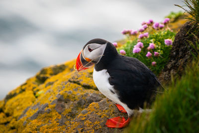 Close-up of a bird