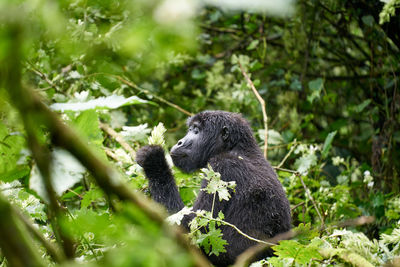 Mountain gorilla grazing