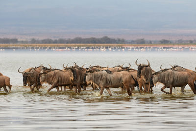 Herd of wildebeest walking through the water in amboseli