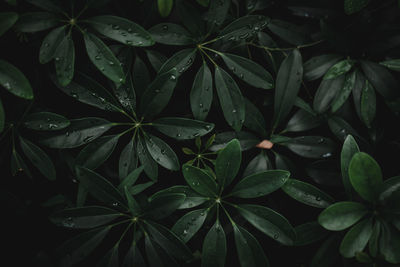 Close-up of wet leaves at night