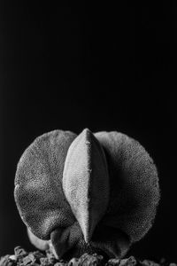 Close-up of stuffed toy over black background