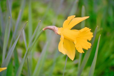 Close-up of yellow flowering plant on field