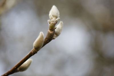 Close-up of flower buds growing outdoors