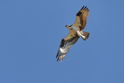 Low angle view of eagle flying against clear blue sky