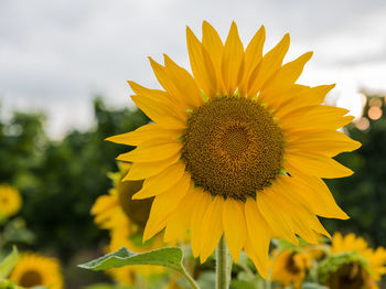 Close-up of sunflower blooming on field against sky