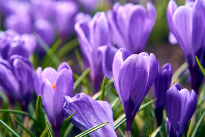 Close-up of purple crocus flowers on field