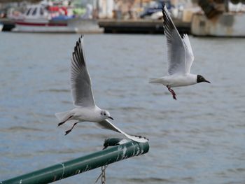Close-up of seagull flying over water