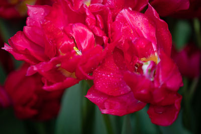 Close-up of pink rose flower in park