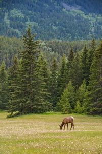 Horse grazing in a forest