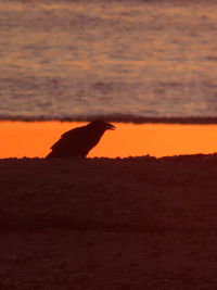 Silhouette bird on a land