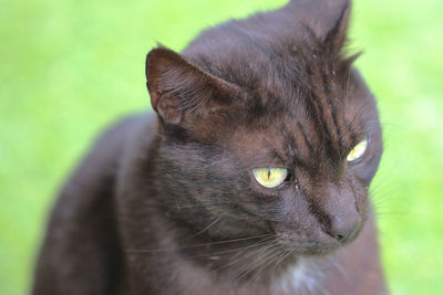 Close-up of cat looking away