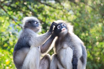 Monkey sitting on tree