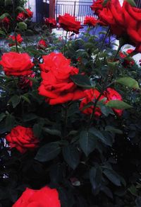 Close-up of red flowers