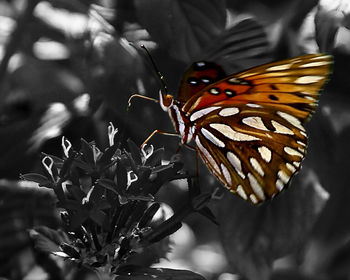 Close-up of butterfly on flower