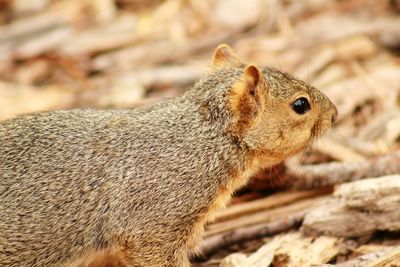 Close-up of squirrel