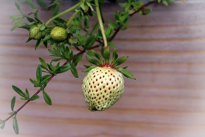 Close-up of plant