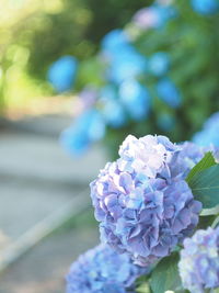 Close-up of purple hydrangea flower