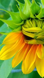 Close-up of yellow flower blooming outdoors