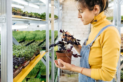 Female farmer growing microgreens on her indoor vertical garden woman looking after plants on shelfs