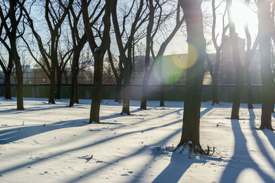 Bare trees on snow covered field at park