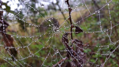 Close-up of spider web