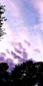 Low angle view of silhouette trees against sky