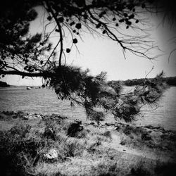 Trees by sea against sky