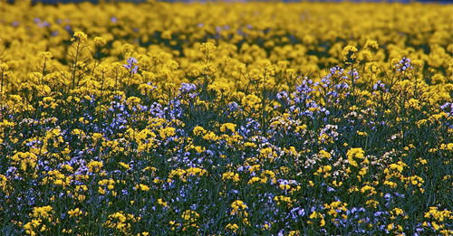 Close-up of yellow flowers blooming in field