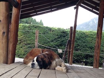 Dog sleeping on hardwood floor