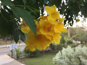 Close-up of yellow flowers blooming on tree