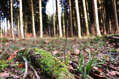 Close-up of tree trunk in forest