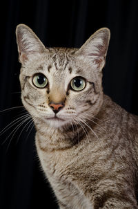 Close-up portrait of cat