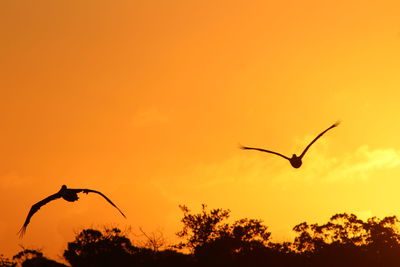 Low angle view of silhouette trees against orange sky