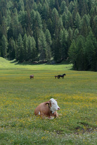 Sheep in a field