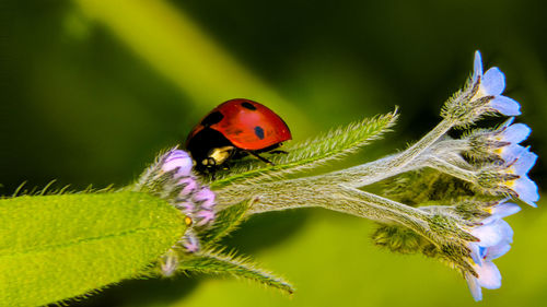 Close-up of ladybug on leaf