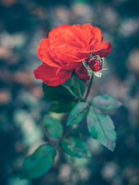 Close-up of rose against blurred background