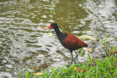 Bird in lake