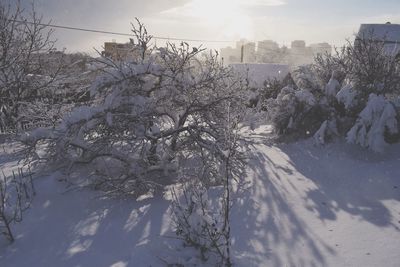 Snow covered trees and buildings against sky