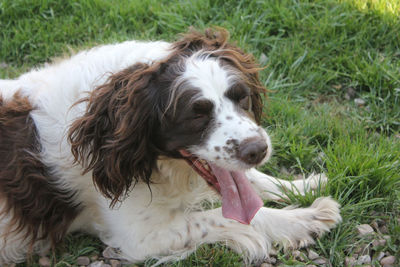 Close-up of a dog on field