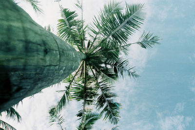 Close-up of palm tree against sky