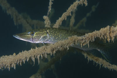 Underwater photo of the northern pike, esox lucius in soderica lake, croatia