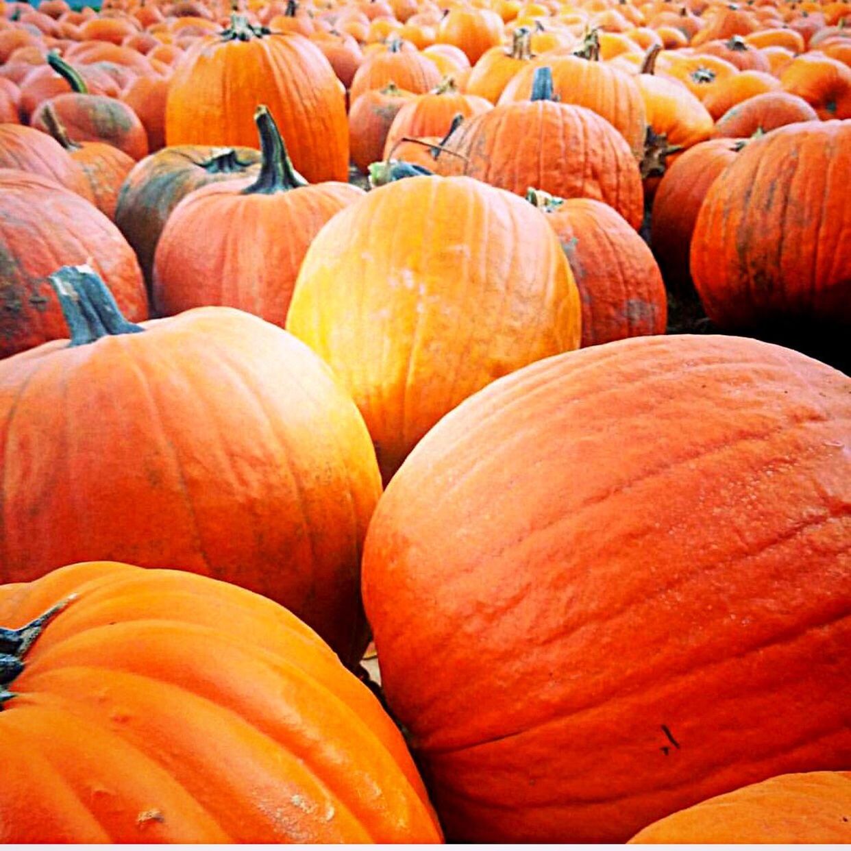 FULL FRAME SHOT OF PUMPKIN PUMPKINS ON STONES