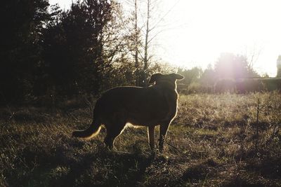 Horse standing in a field