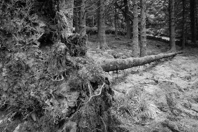 Trees in forest