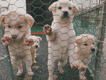 Doggy seen through chainlink fence