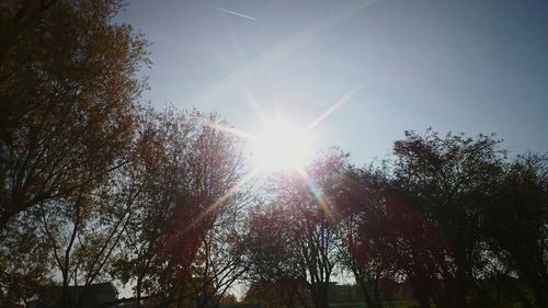 Sun shining through trees