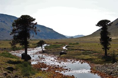 Trees on field by mountains against sky